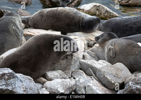 View of the Baikal seal (nerpa) which relaxes on the shore of Lake Baikal Stock Photo