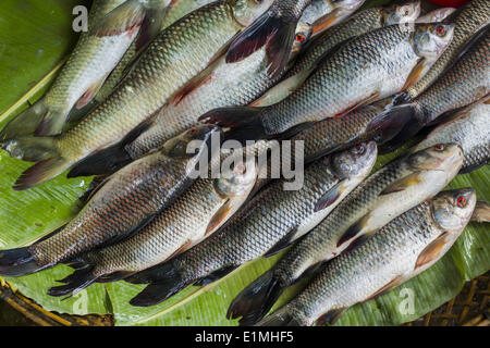 June 6, 2014 - Pantanaw, Ayeyarwady Region, Myanmar - Fish for sale in the market in Pantanaw, a town in the Irrawaddy Delta (or Ayeyarwady Delta) in Myanmar. The region is Myanmar's largest rice producer, so its infrastructure of road transportation has been greatly developed during the 1990s and 2000s. Two thirds of the total arable land is under rice cultivation with a yield of about 2,000-2,500 kg per hectare. FIshing and aquaculture are also important economically. Because of the number of rivers and canals that crisscross the Delta, steamship service is widely available. (Credit Image: © Stock Photo