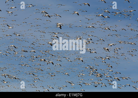 USA, New Mexico, Bosque del Apache National Wildlife Refuge, Lesser Snow Geese (Chen Caerulescens Caerulescens) Stock Photo