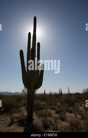 USA, Arizona, Saguaro National Park, West-Tucson Mountain District, Saguaro Cactus (Camegiea Gigantea), can grow to 50 feet high Stock Photo