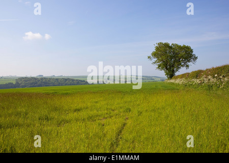 A green summer meadow with views across the scenic agricultural landscape of the Yorkshire wolds, England, under a blue sky.