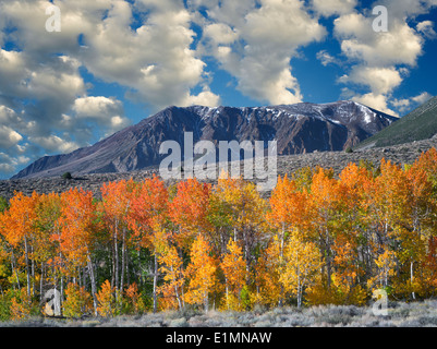 Bloody Canyon. aspen trees in fall color. Eastern Sierra Nevada Mountains, California Stock Photo