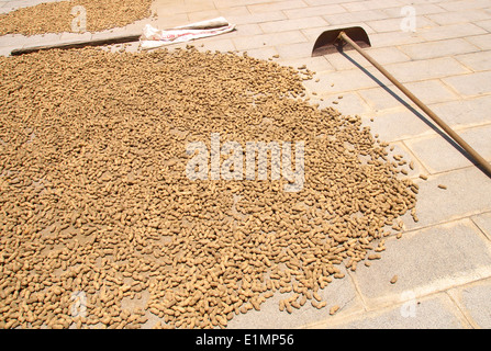 The close view of peanuts in sun drying Stock Photo
