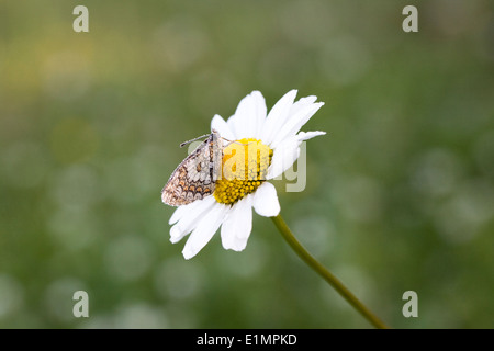 Dew covered butterfly on an ox-eye daisy, in the early morning sun. Stock Photo