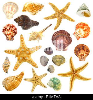 Large Assortment of sea shells individually isolated on white Stock Photo