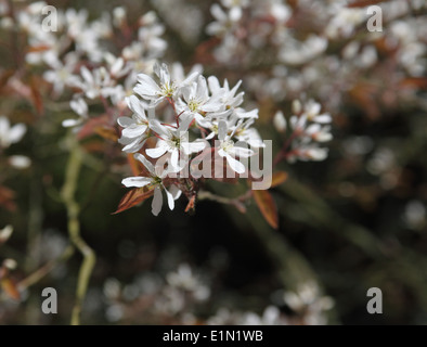 Amelanchier lamarckii close up of flowers Stock Photo