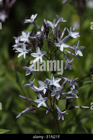 Amsonia tabernaemontana var salicifolia close up of flower Stock Photo