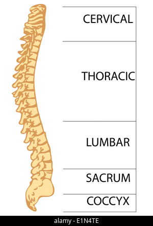 SPINAL COLUMN, ANATOMY Stock Photo - Alamy