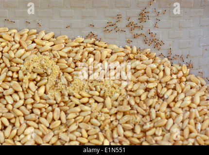 Ants feasting on and transporting wheat grains Stock Photo