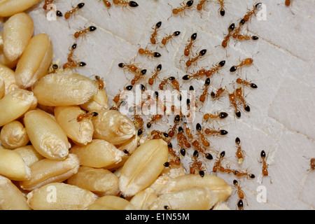 wheat grains and ants Stock Photo