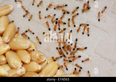 wheat grains and ants Stock Photo