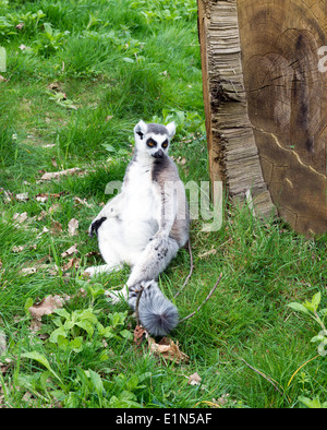 Lone Lemur sitting on the ground Stock Photo