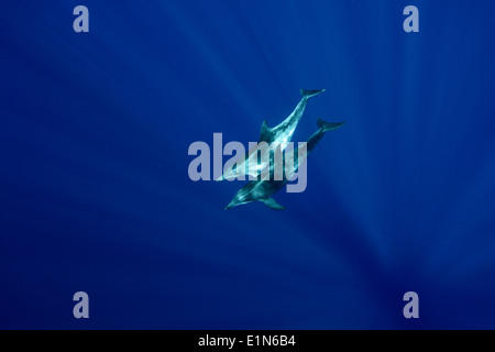 Two Rough-toothed dolphin swimming off Funchal, Madeira island, Portugal Stock Photo
