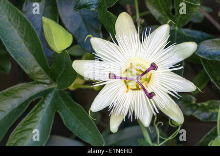 White passion flower, Passiflora caerulea 'Constance Elliott' Stock Photo