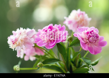 Closeup photo of flowers (peonies). Shallow depth of field