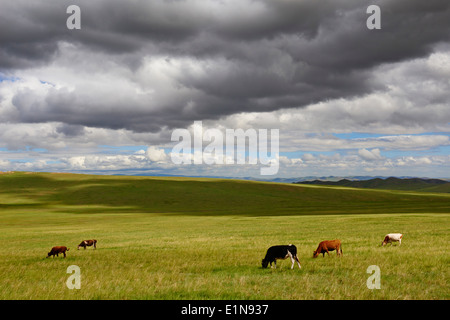 Mongolia, Tov province, nomad in the steppe Stock Photo - Alamy