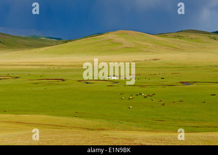 Mongolia, Arkhangai province, Snake valley, Nomad camp Stock Photo