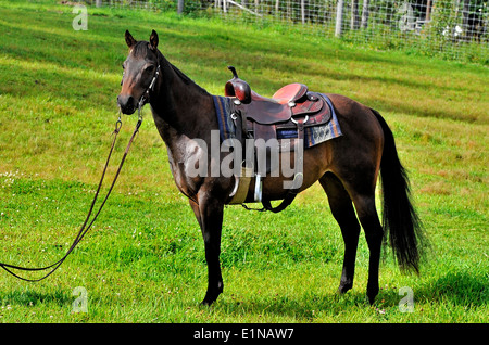 A fully saddled horse standing in the pasture awaiting his rider Stock Photo