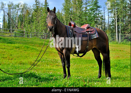 A fully saddled horse standing in the pasture awaiting his rider Stock Photo