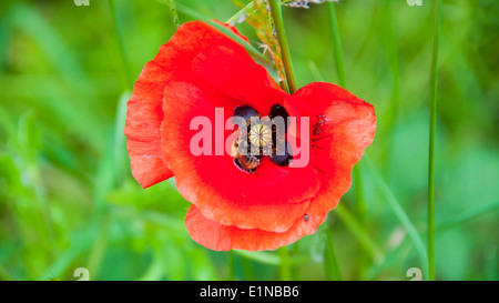 Memorial day, poppy flower, Stock Photo
