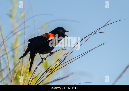 Male Red-winged Blackbird, (Agelaius phoeniceus), Bosque del Apache National WIldlife Refuge, Socorro co., New Mexico, USA. Stock Photo