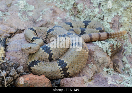 Male Banded Rock Rattlesnake, (Crotalus lepidus klauberi), Magdalen mountains, Socorro co., New Mexico, USA. Stock Photo
