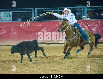 Cowboy Participating in a Calf roping Competition at the Clark county Rodeo in Logandale Nevada Stock Photo