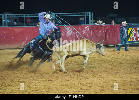 Cowboy Participating in a Calf roping Competition at the Clark county Rodeo in Logandale Nevada Stock Photo