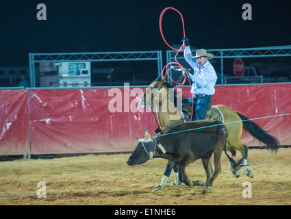 Cowboy Participating in a Calf roping Competition at the Clark county Rodeo in Logandale Nevada Stock Photo