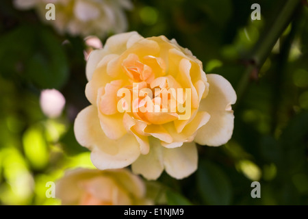 Rosa 'Phyllis Bide'. Yellow rose portrait. Stock Photo