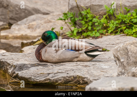 Male Mallard Duck sitting on a rock next to a pond. Stock Photo