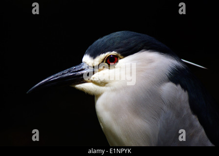 Bird Beak and Eye Typical view of Night Heron Bird at India , Asia ( Black Crowned Night Heron ) Stock Photo