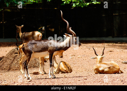 Blackbuck Antilope cervicapra Blackbucks at Trivandrum zoo Kerala India Stock Photo