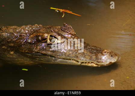 Crocodile in Water crocodile eye typical view spectacled caiman crocodilus India Stock Photo