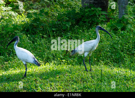 Dual Color Heron Birds at Kerala India Stock Photo