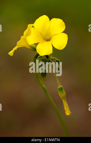 Oxalis pes-caprae Stock Photo