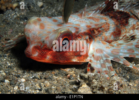 Close-up of a Flying Gurnard (Dactyloptena Orientalis), Lembeh Strait, Indonesia Stock Photo