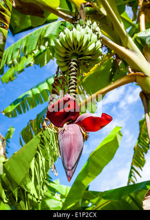 Banana flower on banana tree Stock Photo