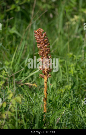 Knapweed broomrape (Orobanche elatior). As the name implies, the species is parasitic on knapweed. Stock Photo