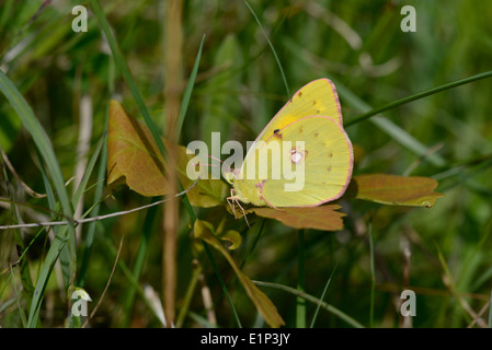 Clouded yellow (Colias croceus) butterfly Stock Photo