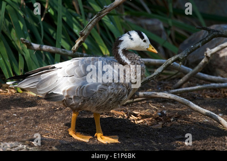 Bar-headed Goose, Anser indicus Stock Photo