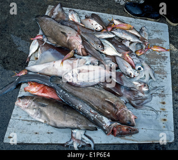 Species of North Sea fish displayed at the Seafront Maritime Theme Park ...