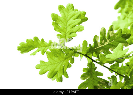 Fresh green oak leaves isolated on white background Stock Photo