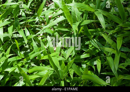 Sasa ramosa, dwarf bamboo. Stock Photo