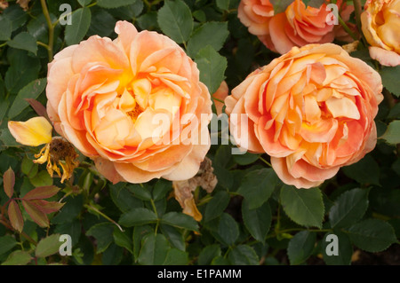 Rosa Lady of Shalott rose flowers. Stock Photo