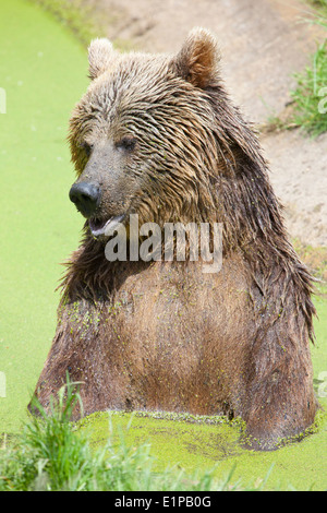 A Eurasian Brown Bear sitting in a swamp Stock Photo