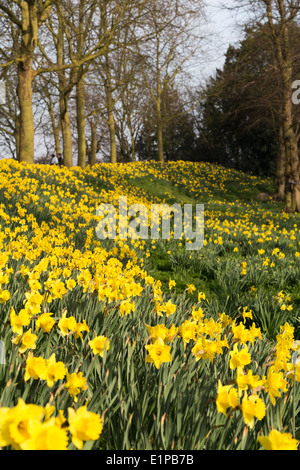 UK, Colchester, daffodils in the grounds of the castle. Stock Photo