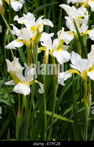 White and yellow flowers of the Siberian Iris, Iris sibirica 'White Swirl' Stock Photo