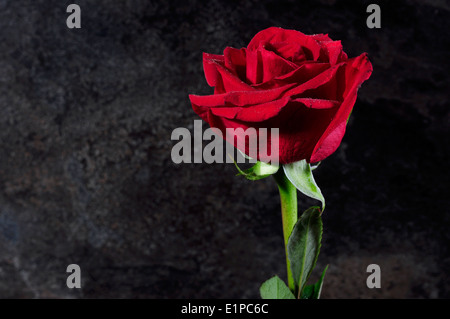 Beautiful single red rose against black slate bokeh background. Stock Photo