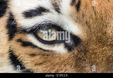 Eye of Amur (Siberian) tiger (close-up) Stock Photo